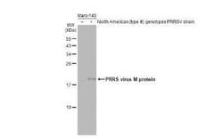 PRRSV M Protein Antibody (GT1911), Novus Biologicals 100 &mu;g | Buy Online | Novus Biologicals | Fisher Scientific