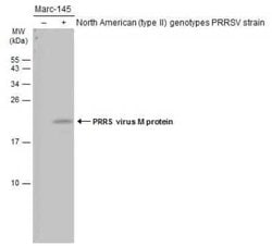 PRRSV M Protein Antibody, Novus Biologicals 100 &mu;g | Buy Online | Novus Biologicals | Fisher Scientific
