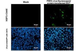 PRRSV Nucleocapsid Antibody, Novus Biologicals 100 &mu;g | Buy Online | Bio-Techne | Fisher Scientific
