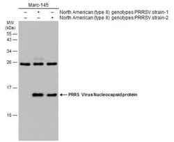 PRRSV Nucleocapsid Antibody, Novus Biologicals 100 &mu;g | Buy Online | Novus Biologicals | Fisher Scientific