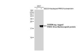 PRRSV Nucleocapsid Antibody, Novus Biologicals 100 &mu;g | Buy Online | Novus Biologicals | Fisher Scientific