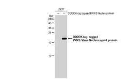 PRRSV Nucleocapsid Antibody, Novus Biologicals 100 &mu;g | Buy Online | Bio-Techne | Fisher Scientific