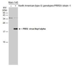 PRRSV nsp1 alpha Antibody, Novus Biologicals 100 &mu;g | Buy Online | Novus Biologicals | Fisher Scientific