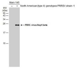 PRRSV nsp1 beta Antibody, Novus Biologicals 100 &mu;g | Buy Online | Novus Biologicals | Fisher Scientific