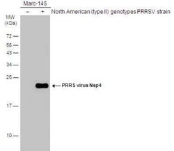 PRRSV nsp4 Antibody, Novus Biologicals 100 &mu;g | Buy Online | Novus Biologicals | Fisher Scientific
