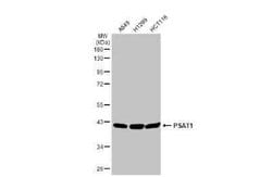 PSAT1 Antibody (GT1353), Novus Biologicals 100 &mu;g | Buy Online | Bio-Techne | Fisher Scientific