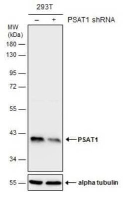 PSAT1 Antibody (GT1353), Novus Biologicals 100 &mu;g | Buy Online | Bio-Techne | Fisher Scientific