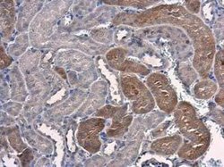 PSAT1 Antibody (GT2918), Novus Biologicals 100 &mu;g; Unconjugated:Antibodies,