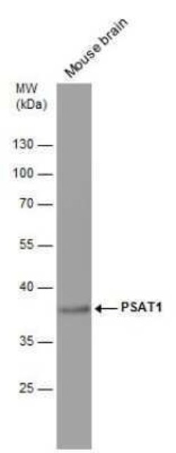 PSAT1 Antibody (GT2918), Novus Biologicals 100 &mu;g; Unconjugated:Antibodies,