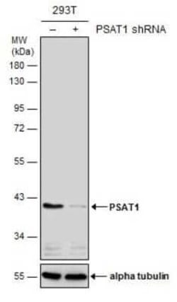 PSAT1 Antibody (GT2918), Novus Biologicals 100 &mu;g; Unconjugated:Antibodies,