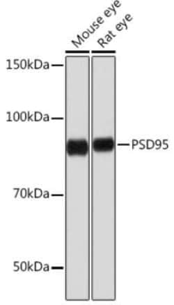 PSD-95 Rabbit anti-Mouse, Rat, Clone: 0M7N4, Novus Biologicals:Antibodies:Primary