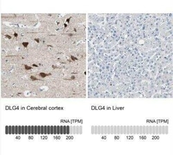 PSD-95 Antibody, Novus Biologicals 25 &mu;L; Unconjugated:Antibodies, Polyclonal