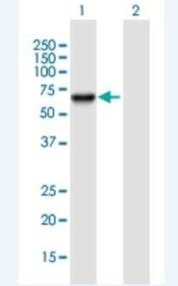PSD3 Antibody, Novus Biologicals 50 &mu;g | Buy Online | Novus Biologicals | Fisher Scientific