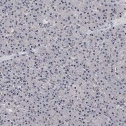 PSD93 Antibody, Novus Biologicals:Anticuerpos:Anticuerpos primarios