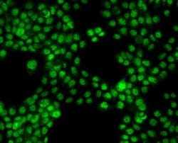 PSF3 Antibody, Novus Biologicals:Antibodies:Primary Antibodies