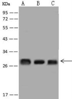 PSF3 Antibody, Novus Biologicals:Antibodies:Primary Antibodies
