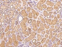 PSG1 Antibody, Novus Biologicals 100 &mu;g, Unconjugated:Anticorps, Polyclonal