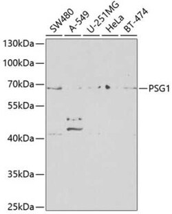 PSG1 Antibody - BSA Free, Novus Biologicals 0.1 mL; Unconjugated:Anticorps,