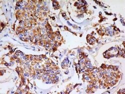 PSGL-1/CD162 Antibody (HECA-452) - Azide and BSA Free, Novus Biologicals
