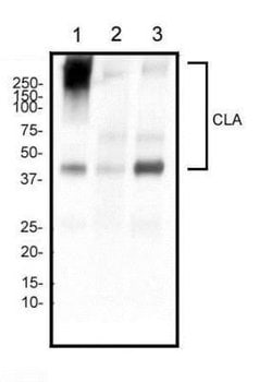 PSGL-1/CD162 Antibody (HECA-452) - Azide and BSA Free, Novus Biologicals