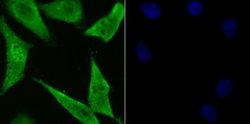 PSMA1 Rabbit anti-Human, Mouse, Rat, Clone: JU66-24, Novus Biologicals