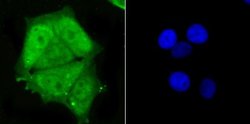 PSMA1 Rabbit anti-Human, Mouse, Rat, Clone: JU66-24, Novus Biologicals