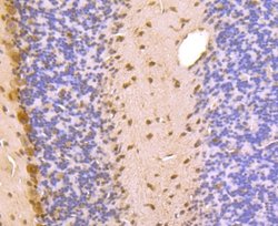 PSMA1 Rabbit anti-Human, Mouse, Rat, Clone: JU66-24, Novus Biologicals