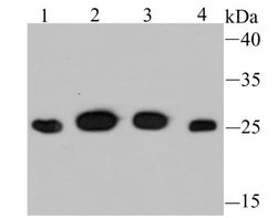 PSMA1 Rabbit anti-Human, Mouse, Rat, Clone: JU66-24, Novus Biologicals