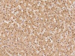 PSMA4 Antibody, Novus Biologicals:Antibodies:Primary Antibodies