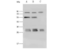 PSMA4 Antibody, Novus Biologicals:Antibodies:Primary Antibodies