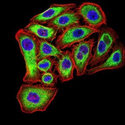 PSMC3 Antibody (1G10B7) - BSA Free, Novus Biologicals:Antibodies:Primary