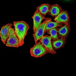 PSMC3 Antibody (1G10C9) - BSA Free, Novus Biologicals 0.1 ml; Unconjugated:Antibodies,