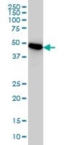 PSMC3 Antibody (1B9), Novus Biologicals 0.1 mg | Buy Online | Novus Biologicals | Fisher Scientific