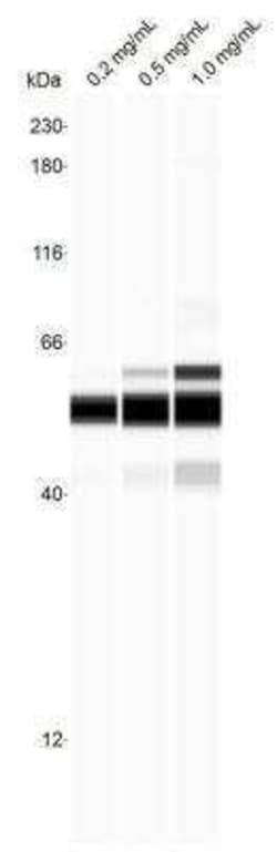 PSMC3 Antibody, Novus Biologicals 0.1 mL; Unconjugated:Antibodies, Polyclonal