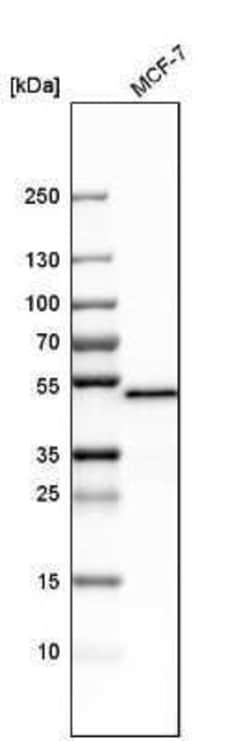 PSMC3 Antibody, Novus Biologicals 0.1 mL; Unconjugated:Antibodies, Polyclonal