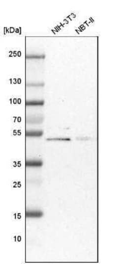 PSMC3 Antibody, Novus Biologicals 0.1 mL; Unconjugated:Antibodies, Polyclonal