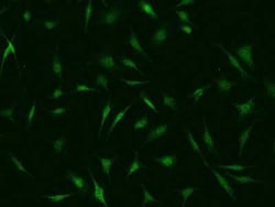 PSMC6 Antibody, Novus Biologicals 100 &mu;g; Unconjugated:Antibodies, Polyclonal