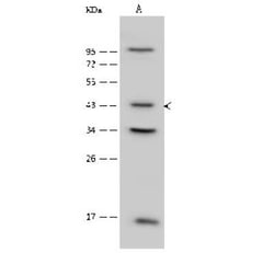 PSMC6 Antibody, Novus Biologicals 100 &mu;g; Unconjugated:Antibodies, Polyclonal