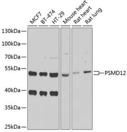 PSMD12 Antibody - BSA Free, Novus Biologicals:Antibodies:Primary Antibodies