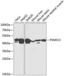 PSMD13 Antibody - BSA Free, Novus Biologicals:Antibodies:Primary Antibodies