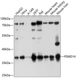 PSMD14 Antibody - Azide and BSA Free, Novus Biologicals:Antibodies:Primary