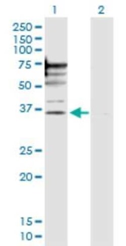 PSMD6 Antibody, Novus Biologicals 0.1 mg, Unconjugated:Antibodies, Polyclonal