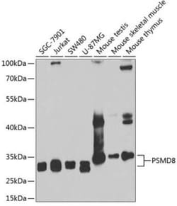 PSMD8 Antibody - BSA Free, Novus Biologicals 0.1 mL, Unconjugated:Antibodies,