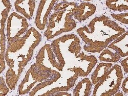 PSP94/MSMB Antibody, Novus Biologicals:Antibodies:Primary Antibodies