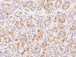 PSP94/MSMB Antibody, Novus Biologicals:Antibodies:Primary Antibodies