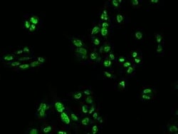 PSPC1 Antibody, Novus Biologicals 100 &mu;g; Unconjugated:Antibodies, Polyclonal
