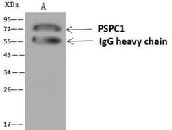 PSPC1 Antibody, Novus Biologicals 100 &mu;g; Unconjugated:Antibodies, Polyclonal