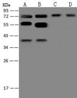 PSPC1 Antibody, Novus Biologicals 100 &mu;g; Unconjugated:Antibodies, Polyclonal
