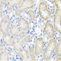 PSTPIP1 Antibody - BSA Free, Novus Biologicals:Antibodies:Primary Antibodies