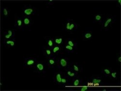 PTBP1 Antibody (3H8), Novus Biologicals 0.1 mg | Buy Online | Novus Biologicals | Fisher Scientific